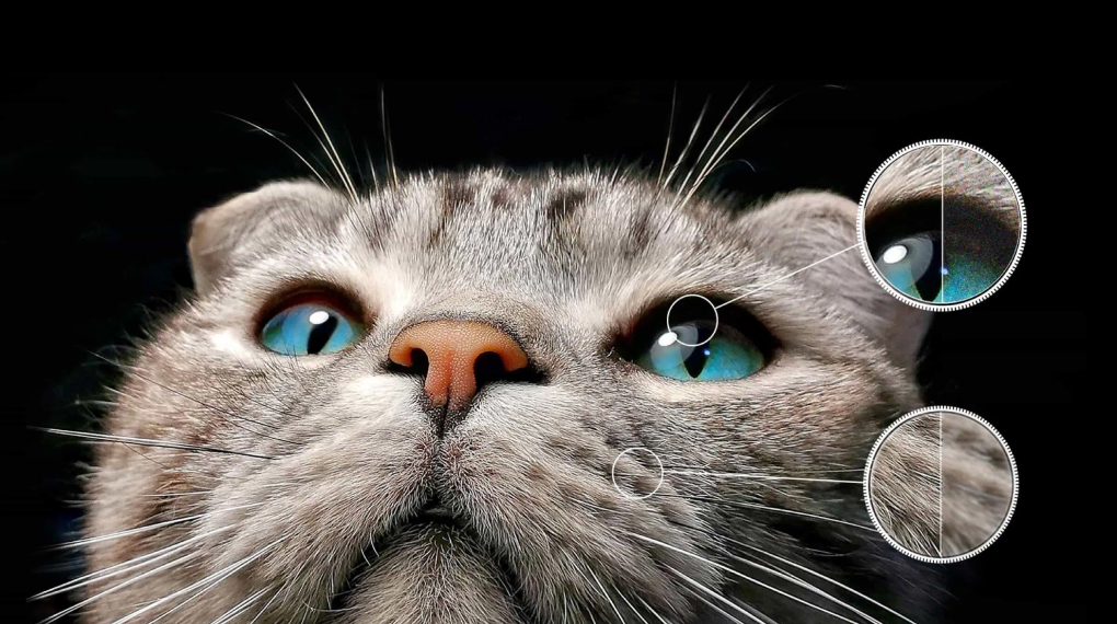 Google TV QD-Mini LED TCL 4K 65 inch 65C755 Google TV QD-Mini LED TCL 4K 65 inch 65C755