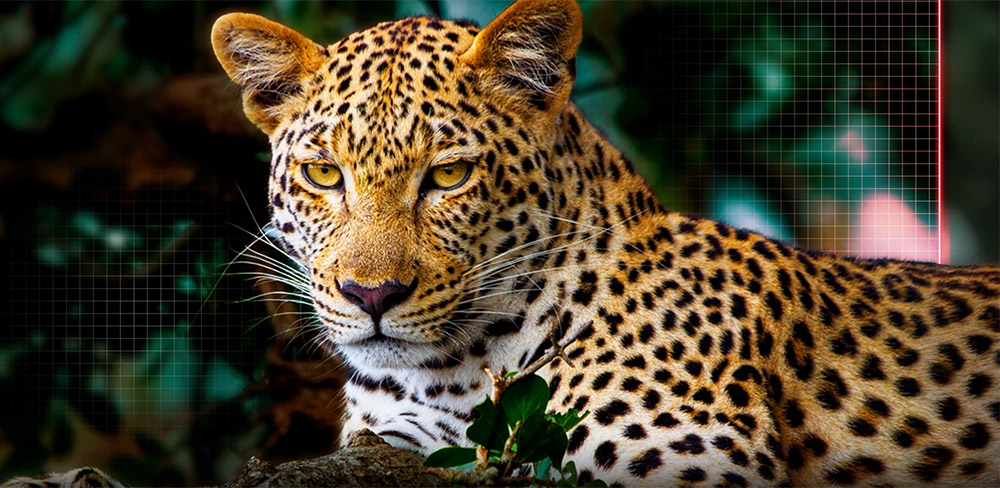 Công nghệ AI Picture Pro Tivi LG OLED Evo AI 4K 97 Inch OLED97M5PSA