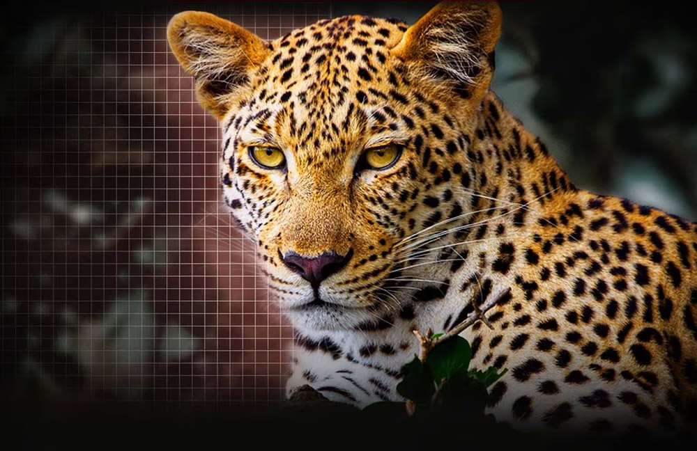 AI Picture Pro Tivi LG OLED Evo AI 4K 55 Inch OLED55G5PSA