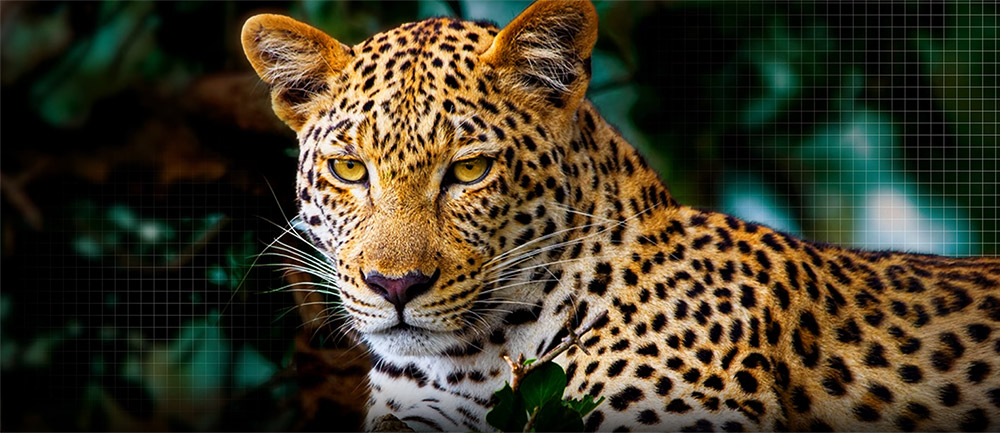 Công nghệ AI Picture Pro Tivi LG OLED Evo AI 4K 65 Inch OLED65G5PSA