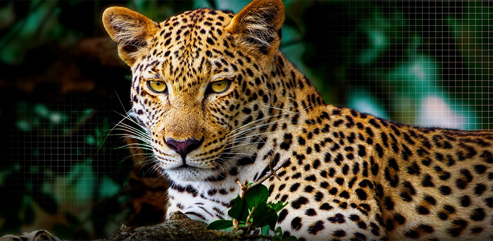 Công nghệ AI Picture Pro Tivi LG OLED AI 4K 77 Inch OLED77B5PSA